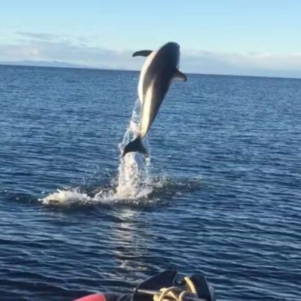 Punta Arena con delfines