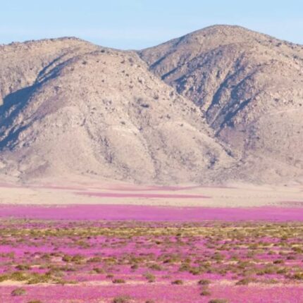 Desierto Florido